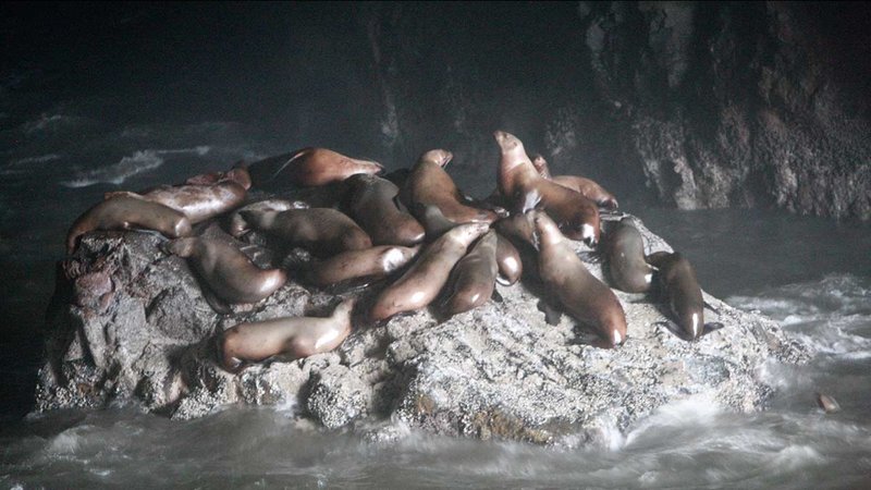Sea Lion Caves