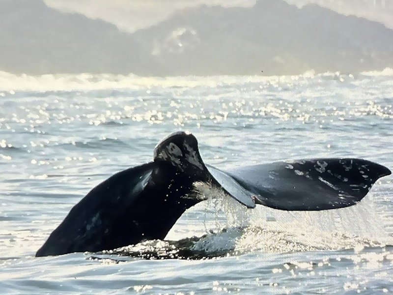 Whale Research EcoExcursions