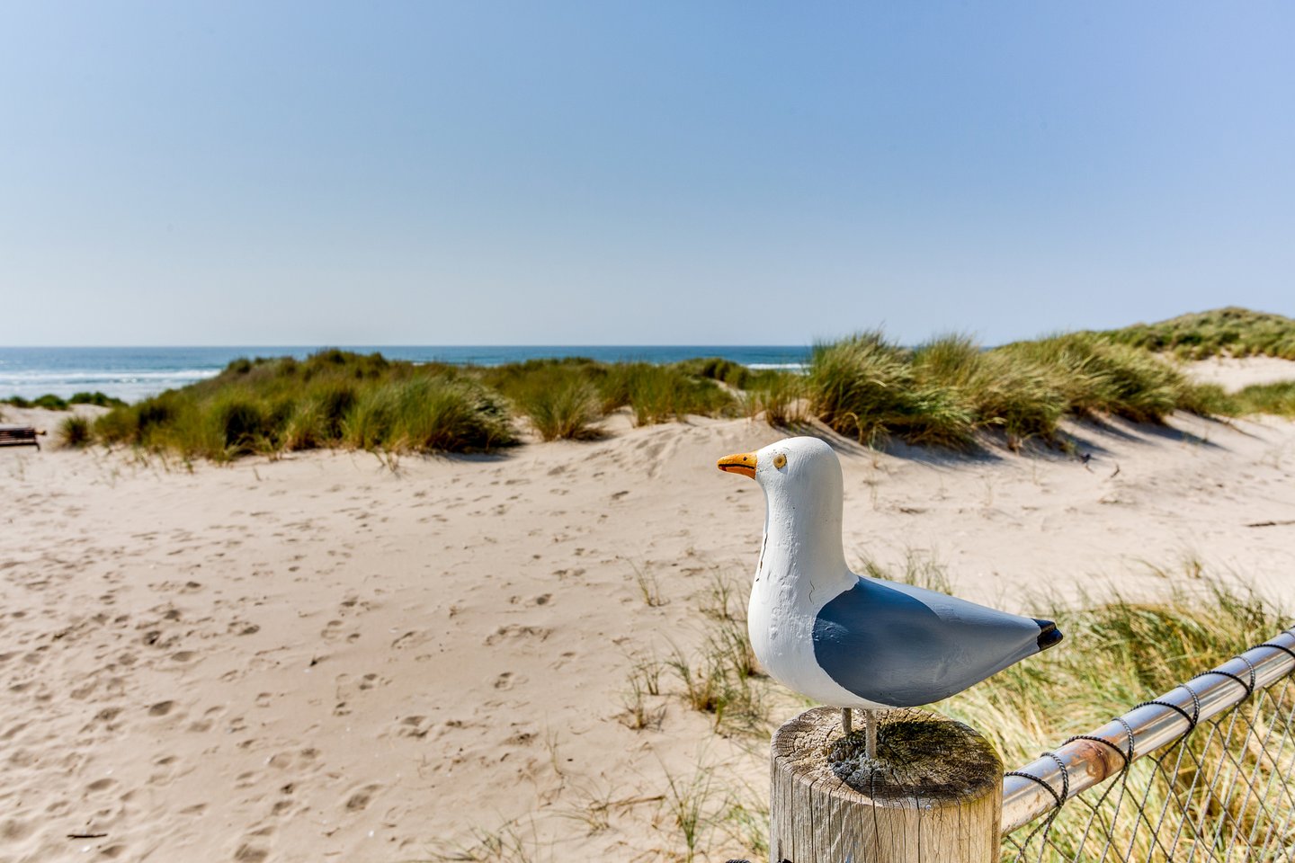 Seagull abound at the beach, but this one never leaves.
