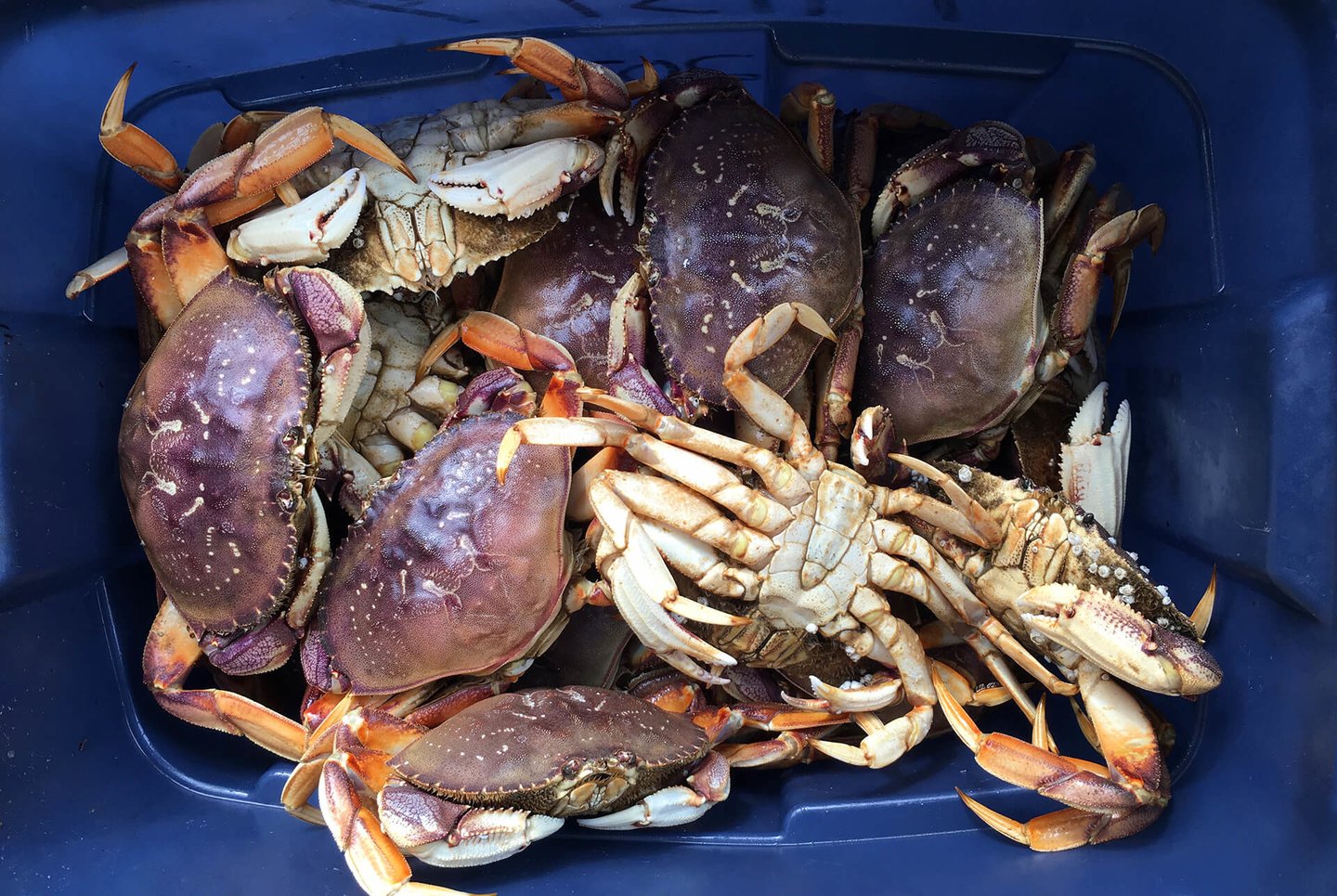 The prize of the Pacific Ocean, dungeness crab.