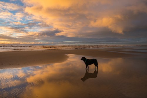 Pet-friendly, take your dog for a long walk on the beach.