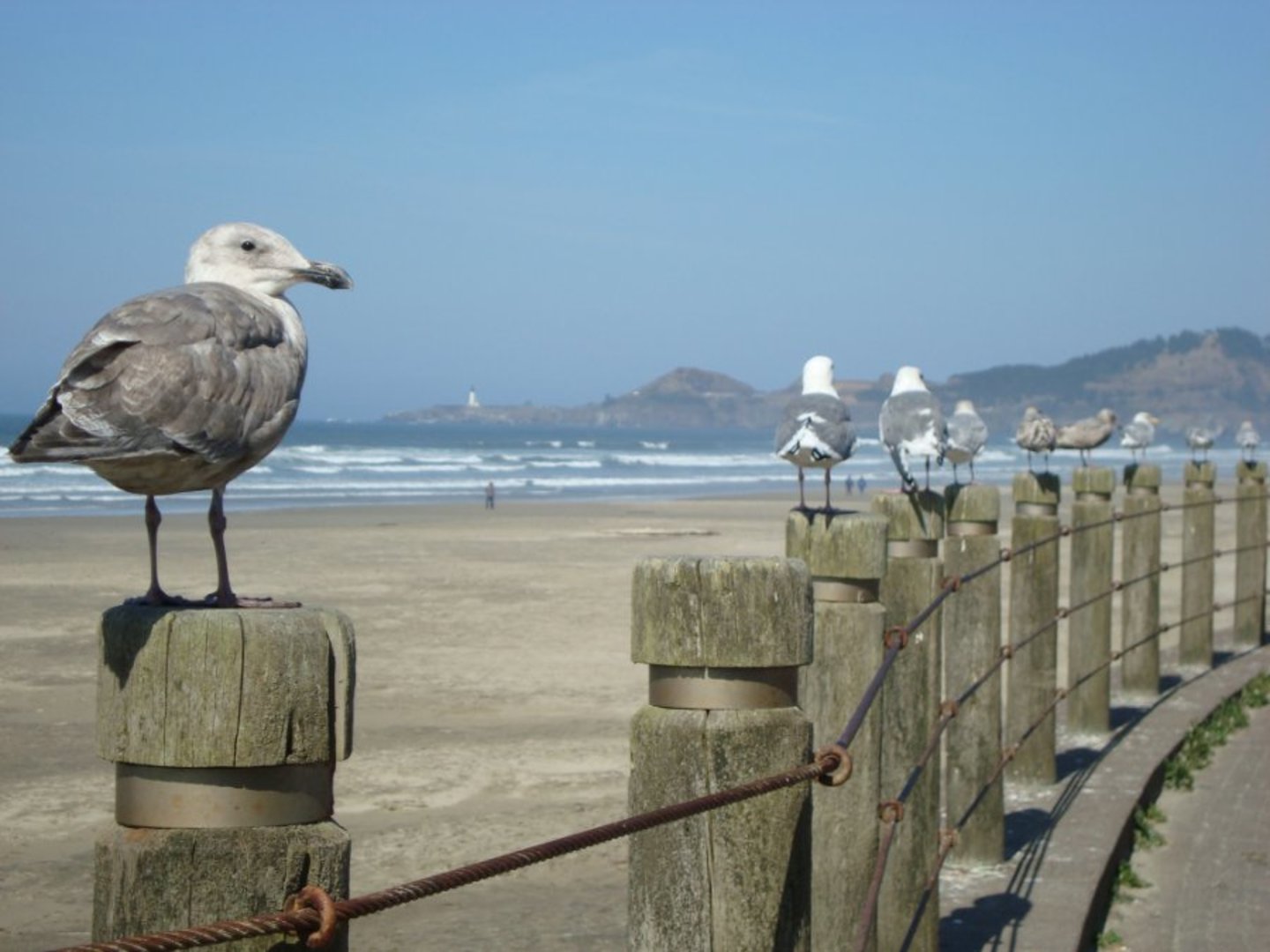Local seagulls enjoying the fresh air!