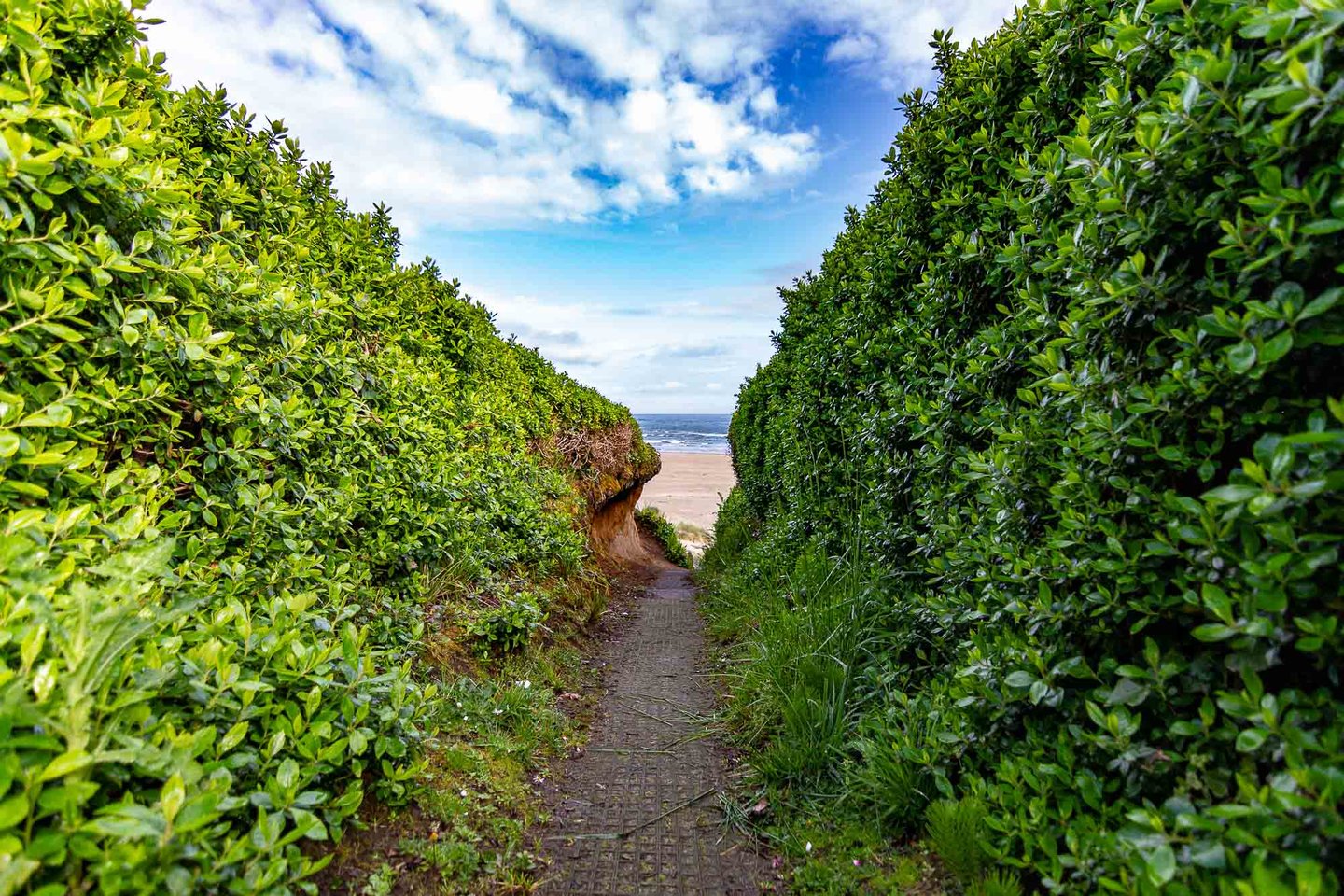 Shared path to the beach- just a couple minute walk from the house.