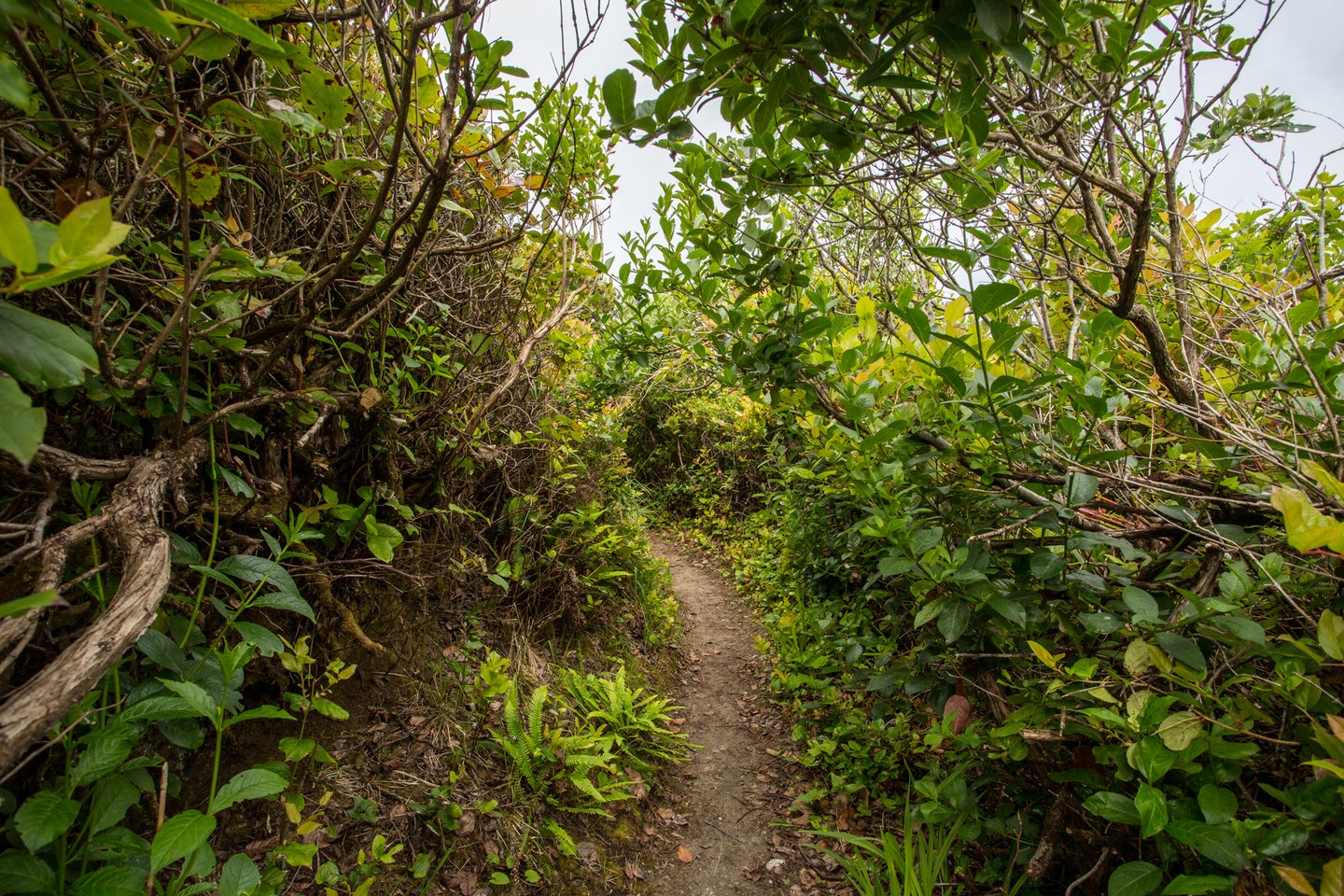 Walk through the shore pines to the sandy beach.