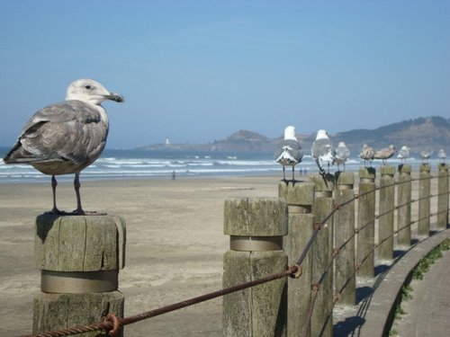 Local seagulls enjoying the fresh air!