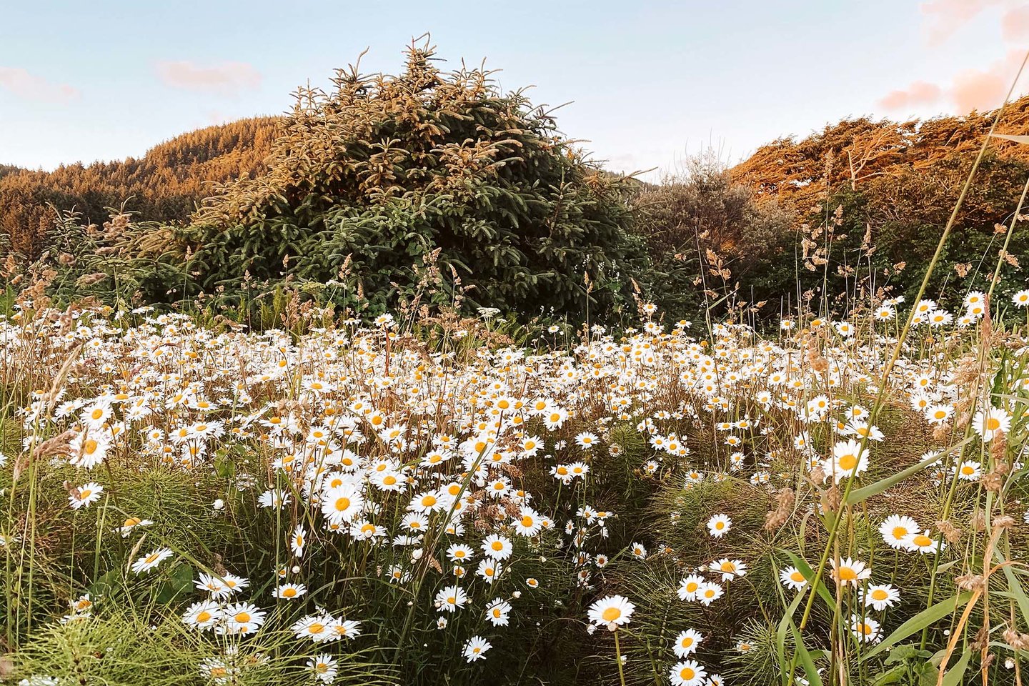 Plenty of wildfowers and nature at the central Oregon coast.
