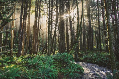 Woodlands surround the property.