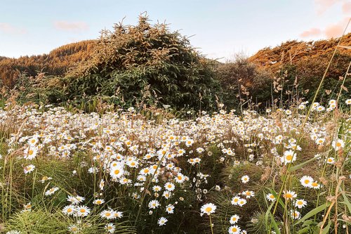 Plenty of wildfowers and nature at the central Oregon coast.