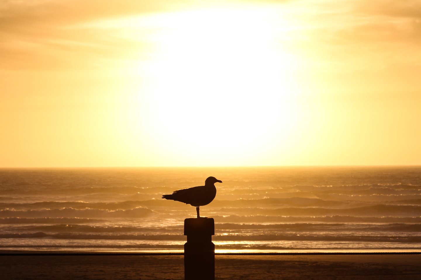 There is a seagull to be found at every sunset.