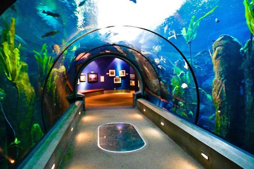 Explore the Oregon Coast Aquarium while in Newport!