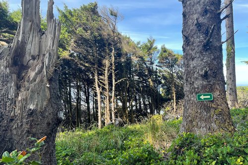 On the edge of the Siuslaw forest with a path to the beach.